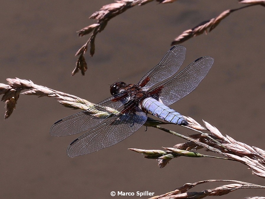 Libellula depressa